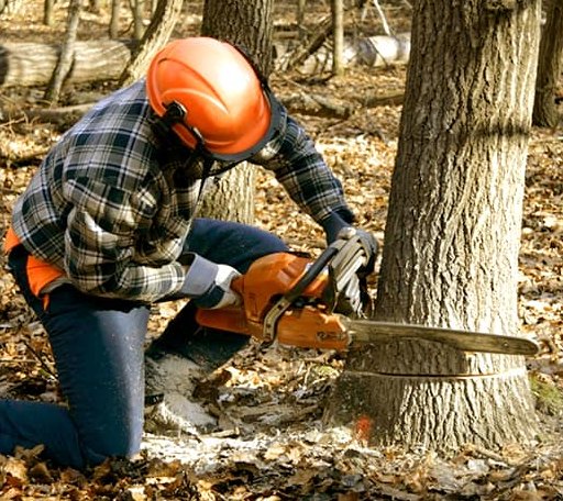 Tree Removal in Newton Center, MA